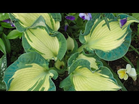 Видео: ХОСТЫ. ВПЕЧАТЛЯЮЩАЯ КРАСОТА. ГОЛУБОЕ И ЖЕЛТОЕ. ГАРМОНИЯ ЦВЕТА. The most beautiful variegate hosts.