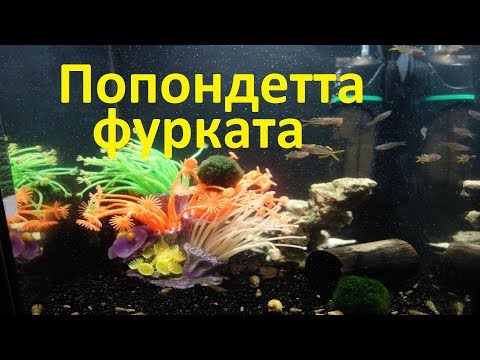 Видео: Домашний аквариум  Рыбка попондетта фурката