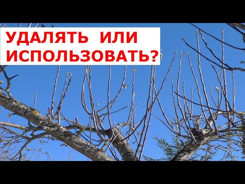 Видео: Как поступать с волчками