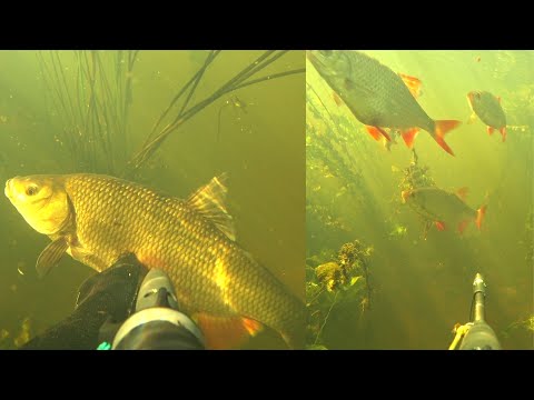 Видео: Подводная охота на малых реках.