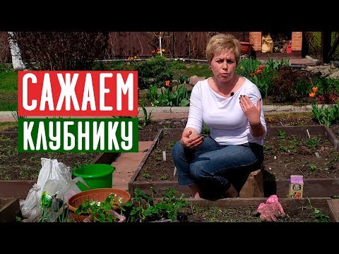 Видео: Посадка клубники 🍓 Как увеличить урожай? / Садовый гид