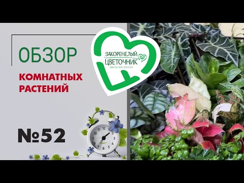 Видео: #52 Обзор комнатных растений | Драцены Суркулоза, Замиокулькас Зензи, фикусы, суккуленты, азалии