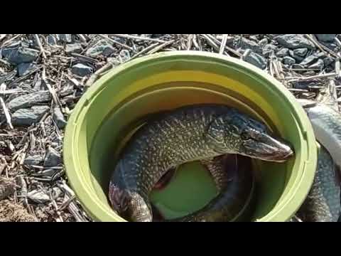 Видео: Закрываем зимнюю рыбалку на Имантау