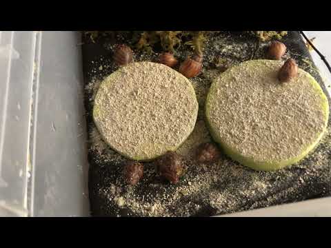 Видео: Улитята тигров|Ахатина тигр