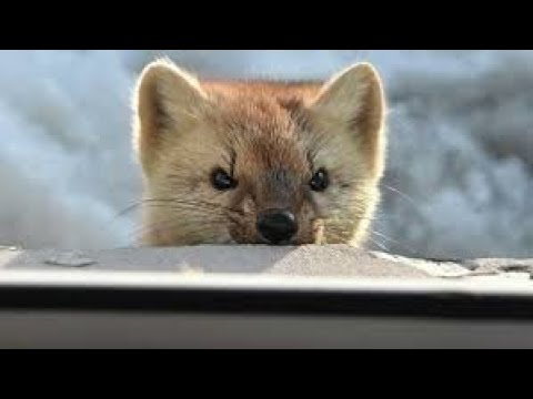 Видео: Пахучая приманка на соболя.