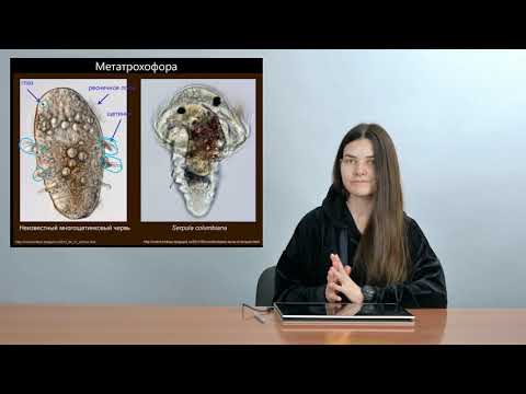 Видео: Зоология беспозвоночных. Кольчатые черви (Часть 1 — Многощетинковые черви)