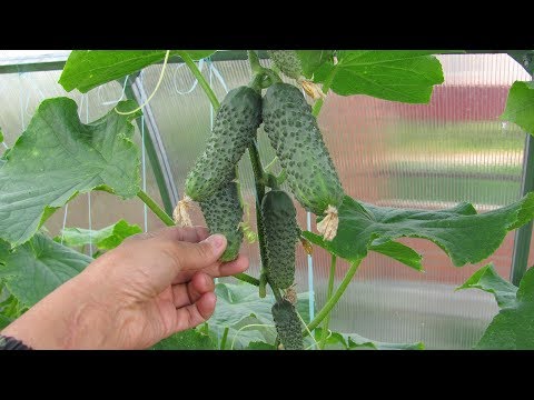 Видео: Собираем  ведро огурцов через день
