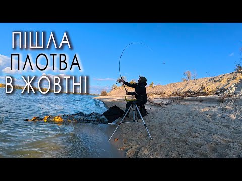 Видео: На ОСТРІВ за ПЛОТВОЮ! Не встигаю на два ФІДЕРА, ДУПЛЕТИ один за одним. /Always  Kruchkoff