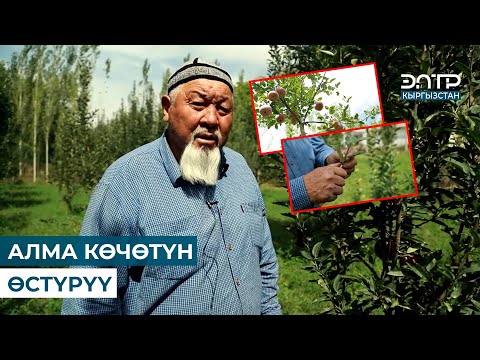 Видео: АЛМА КӨЧӨТҮН ӨСТҮРҮҮ