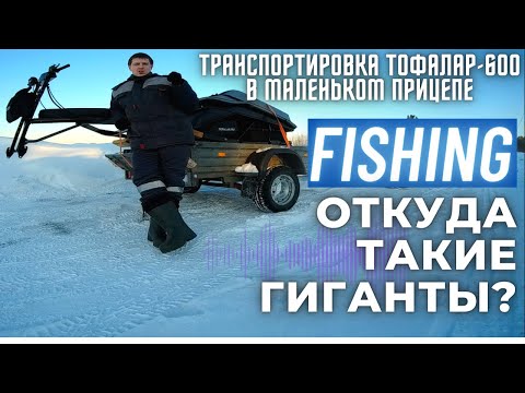 Видео: Транспортировка ТОФАЛАР 600 на маленьком прицепе. Ловим ОКУНЯ.