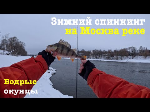 Видео: Зимний спиннинг на Москва реке. Бодрые окунцы