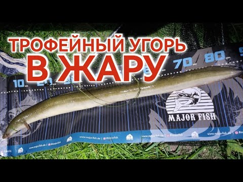 Видео: Такого угря я точно не ожидал! Ловля угря и окуня вечером в жару! РЫБАЛКА ВЕЧЕРОМ В ГЕРМАНИИ