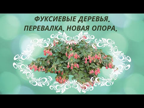 Видео: Фуксиевые деревья. Перевалка. Новая опора.