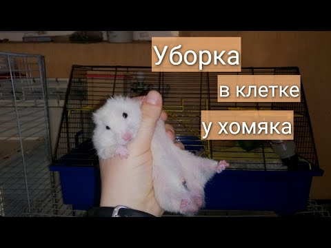 Видео: УБОРКА У ХОМЯКА // УБОРКА В КЛЕТКЕ У ХОМЯКА // HAMSTER // HAMSTER CAGE CLEANING