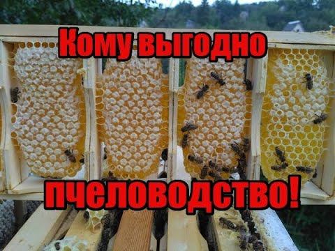 Видео: Кто зарабатывает на пчеловодах! Кому выгодно пчеловодства! Разорился на пчёлах!
