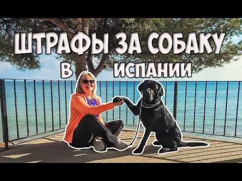 Видео: Штрафы в Испании | Правила выгула собак | Законы о собаках