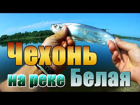 Видео: Чехонь, лещ, плотва. Рыбалка на реке Белая.