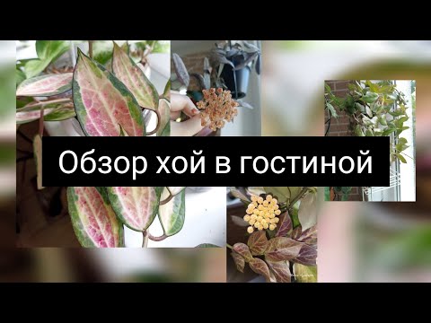 Видео: хойи в гостиной