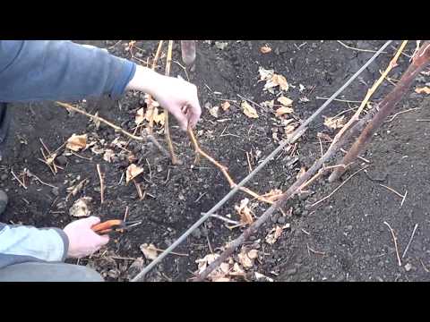 Видео: ОБРЕЗКА Винограда. ДВУХЛЕТНИЙ Куст