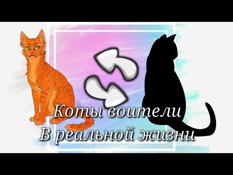 Видео: Коты воители в реальной жизни