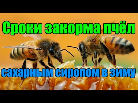 Видео: Сроки закорма пчёл  сахарным сиропом в зиму. Когда прекращать кормить пчёл в зиму.