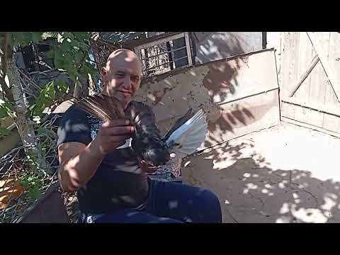 Видео: Мелитопольские голуби. В гостях...