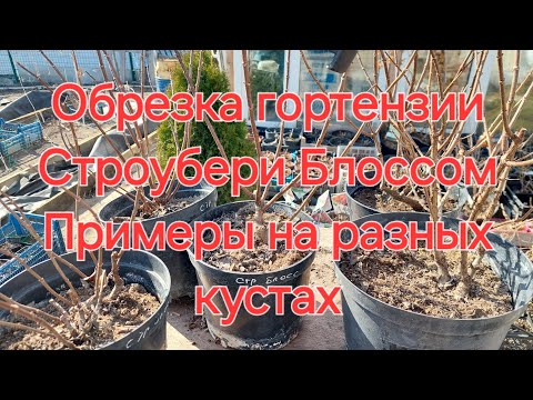 Видео: Один сорт но разная обрезка.Примеры.