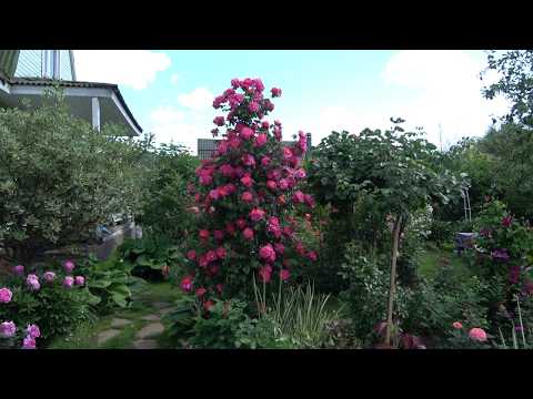 Видео: Красивые розы для северных районов, которые не надо укрывать