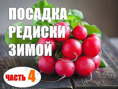 Видео: Редиска зимой (первый урожай)