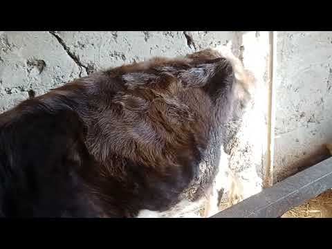 Видео: 10 ноября 2025 г.