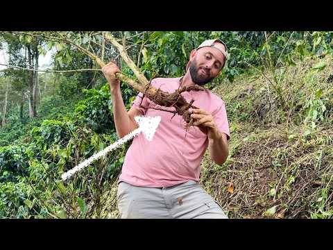 Видео: На нашей кофейной плантации повсюду были корни J!