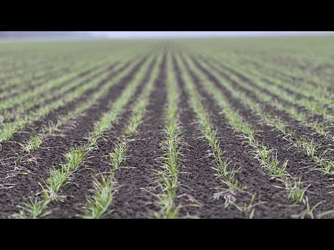 Видео: Озимая пшеница Гром.