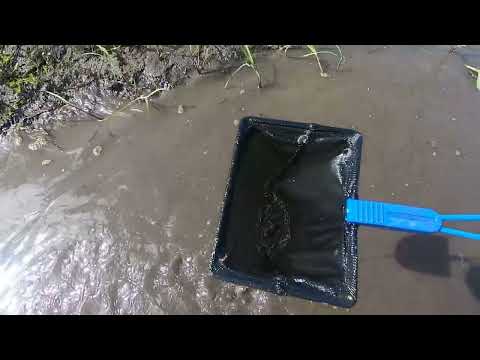 Видео: Лужа на дороге#щитень