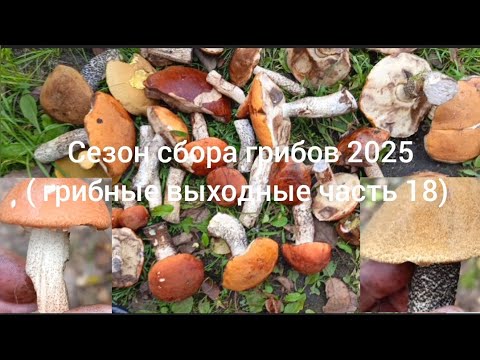 Видео: Осенний сезон сбора грибов 2025. ( грибные выходные часть 18 ) 